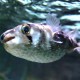 puffer fish