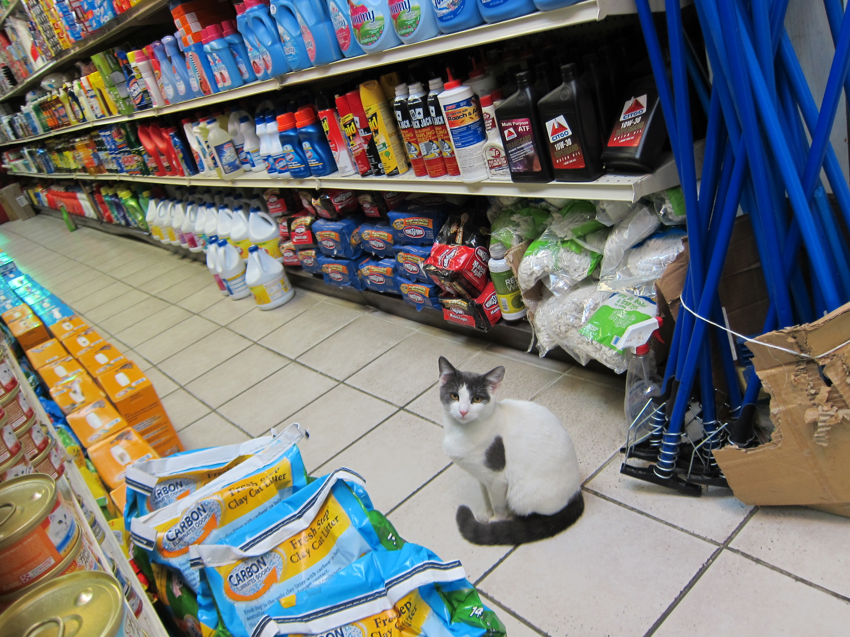 Bodega Cat by Seth Werkheiser via Flickr