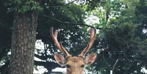 deer in the forest