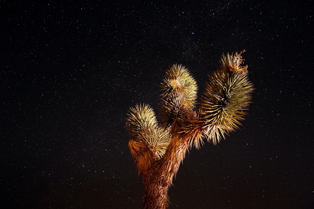 Joshua tree