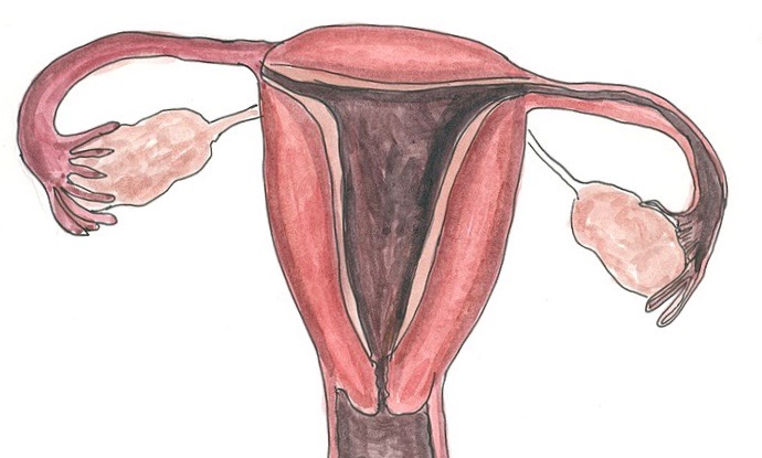 drawing of female sex organs