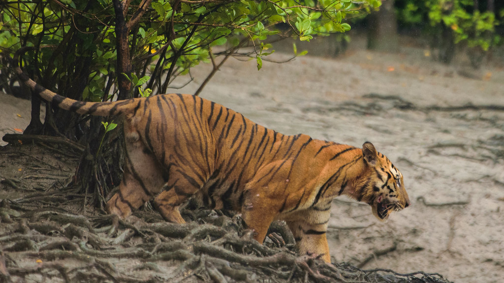 Tiger in the Sundarbans mangrove forest