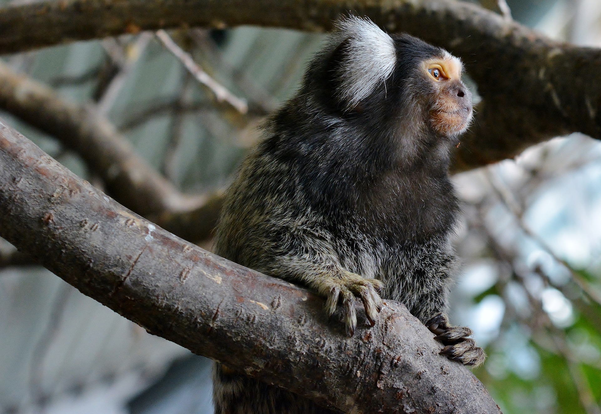 Marmoset