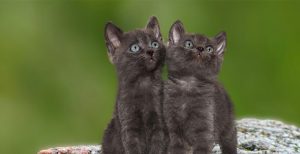 two kittens