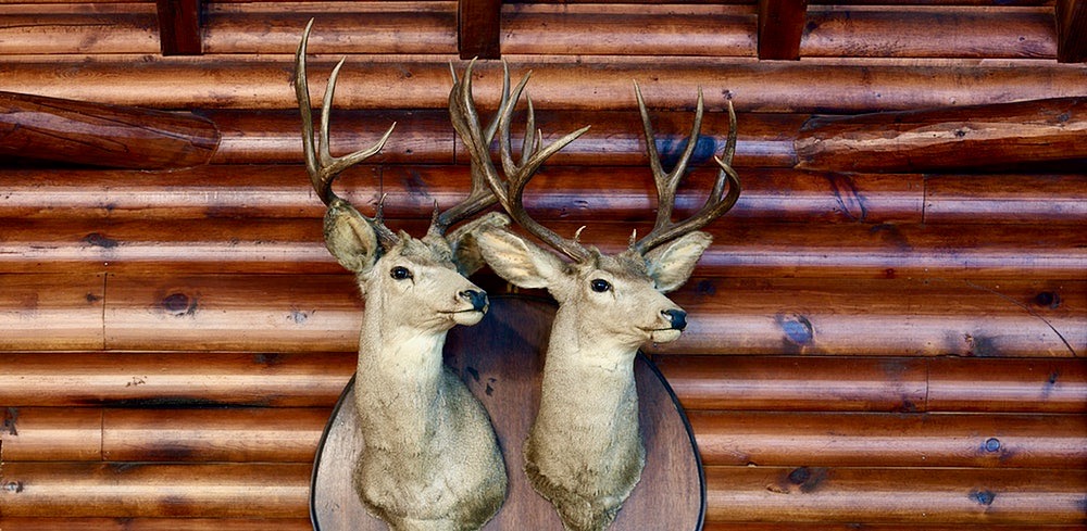 two taxidermy deer heads