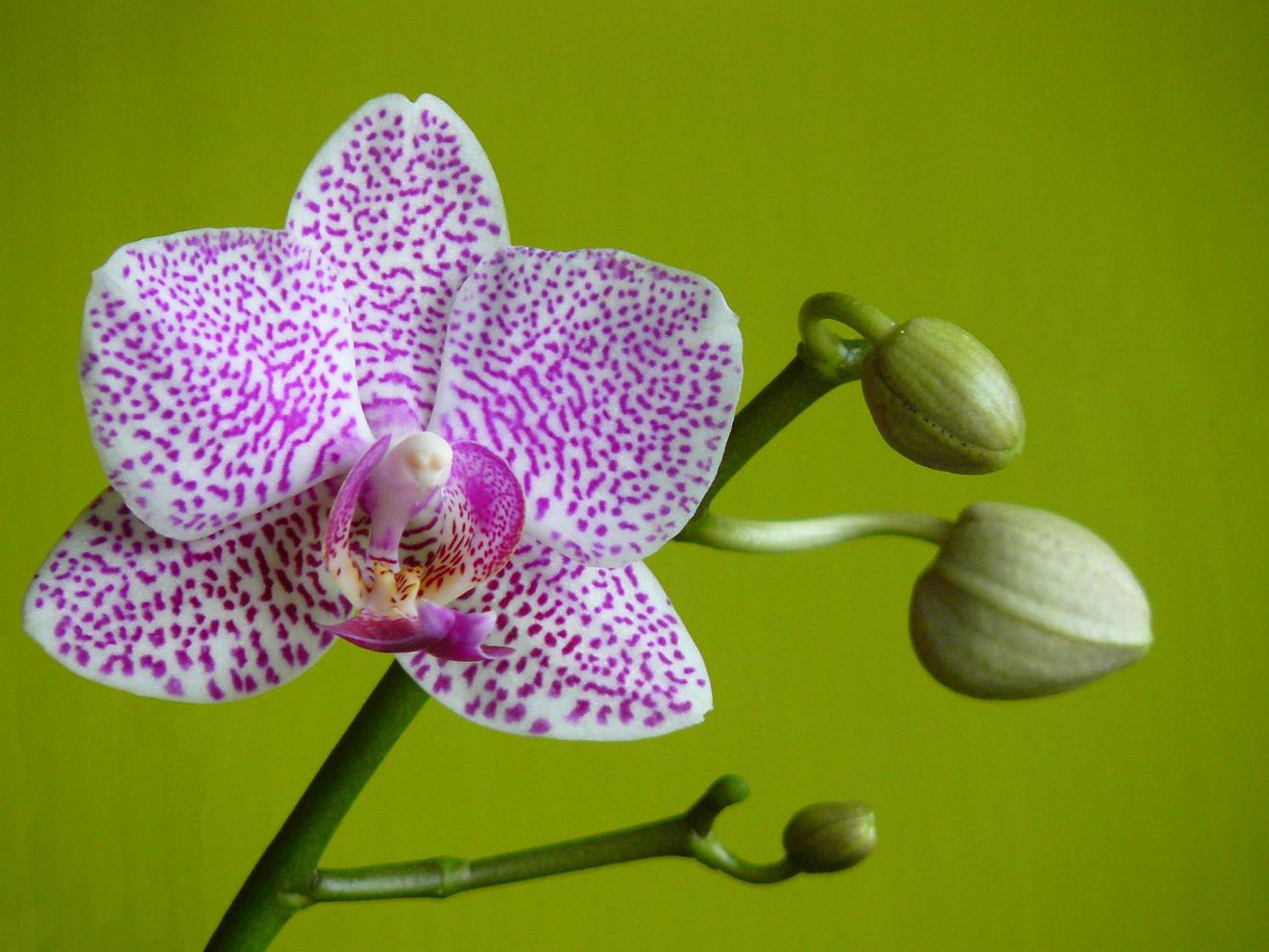 orchid bloom