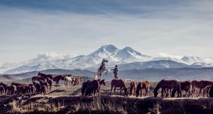 horses on a moountaintop