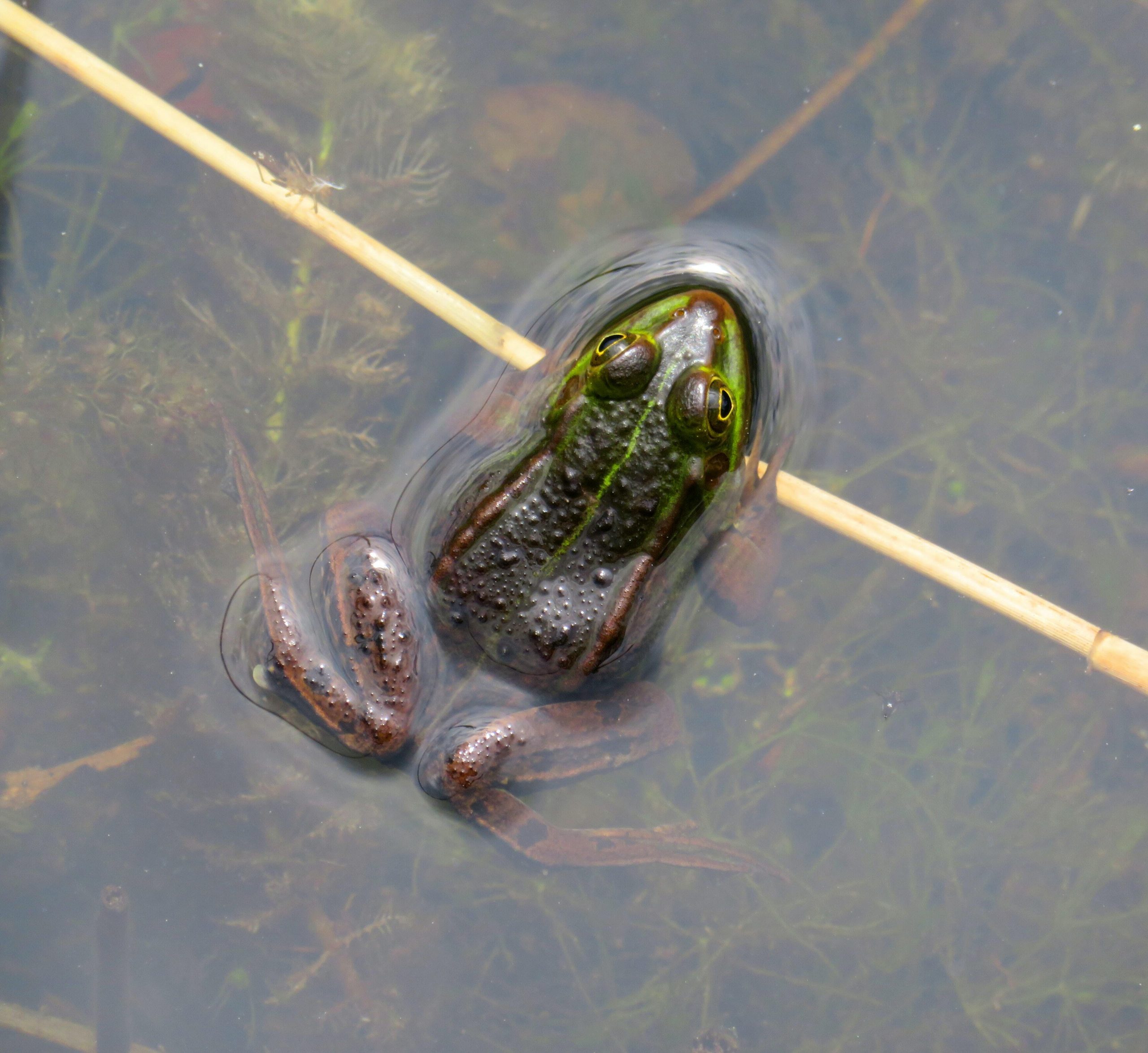 A frog floating in a pond