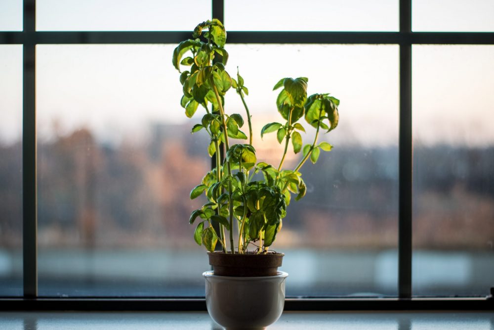 Potted plant on windowsill