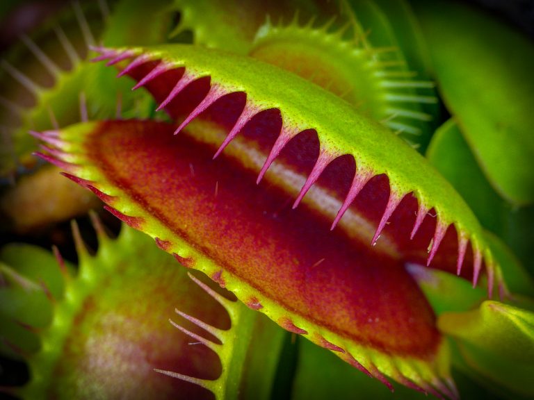 Venus flytrap