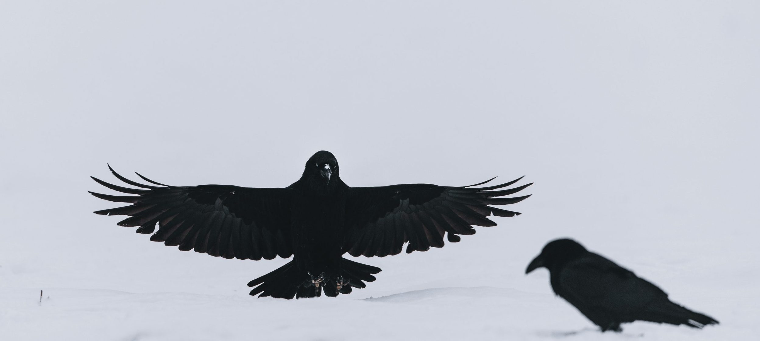 two birds on snow