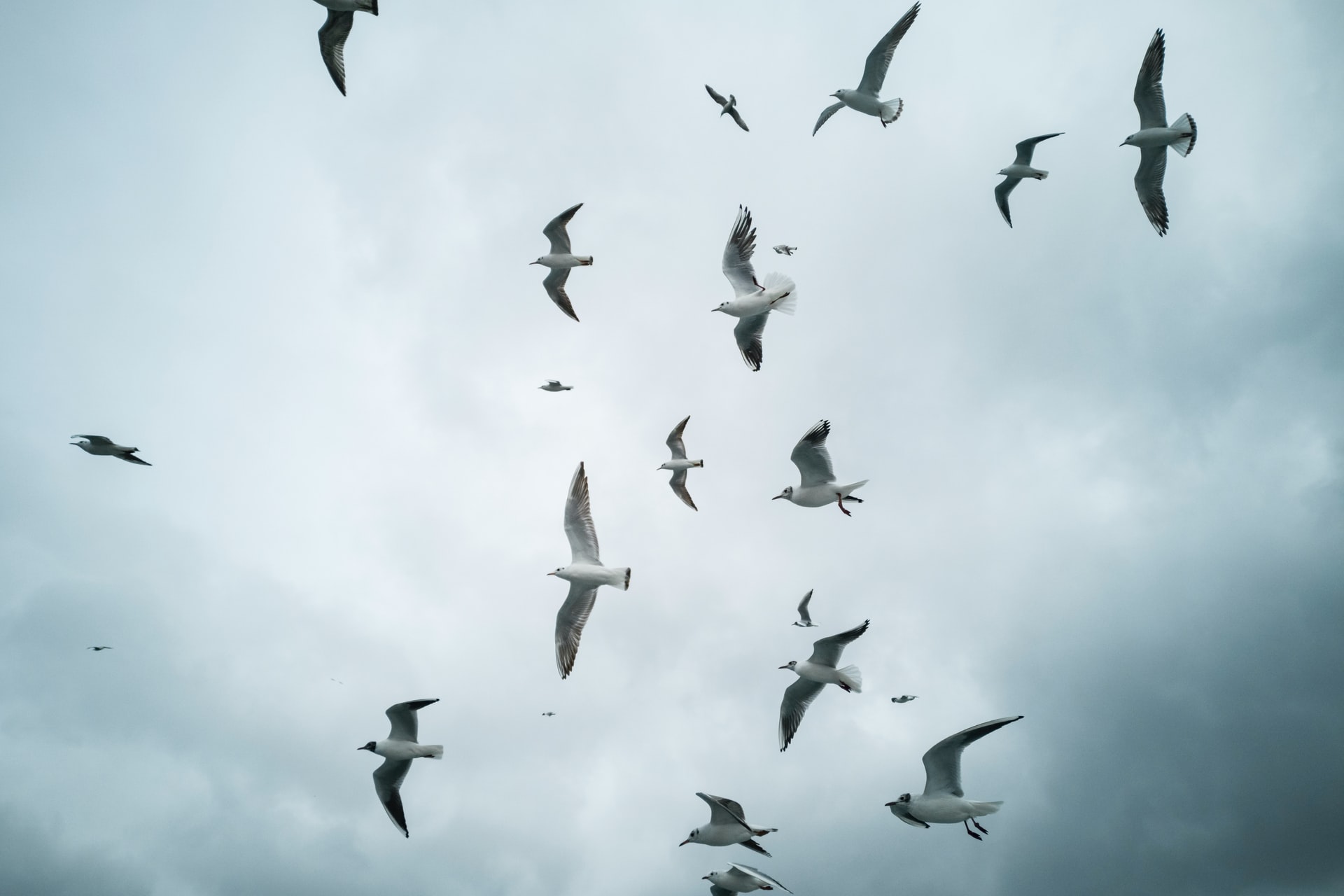 Birds flying