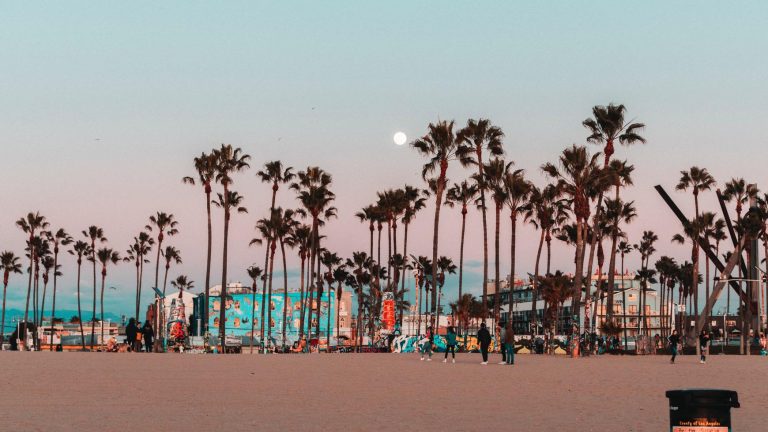 palm trees and sandy beach