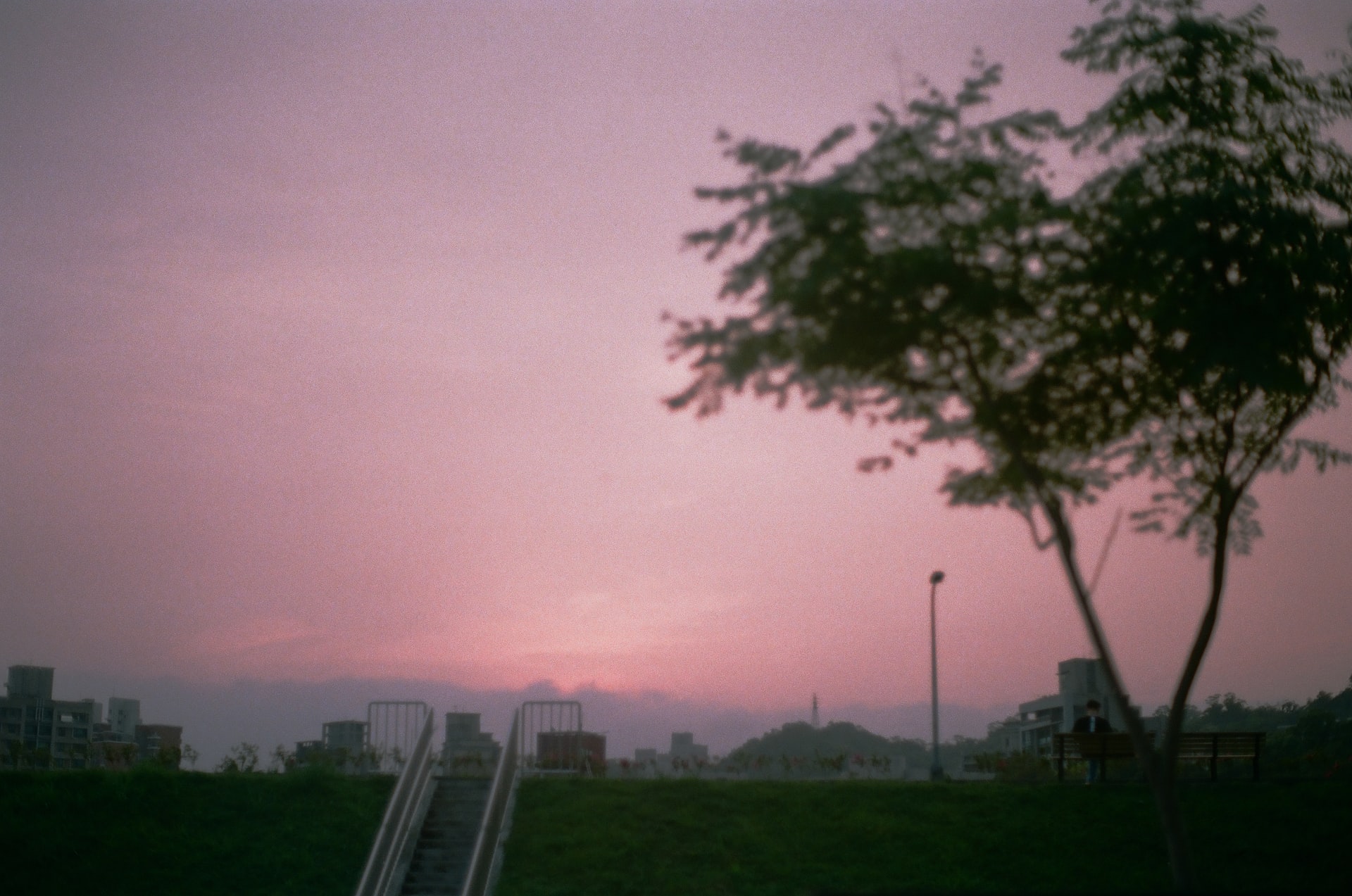 Two trees in a Taiwanese park at sunset