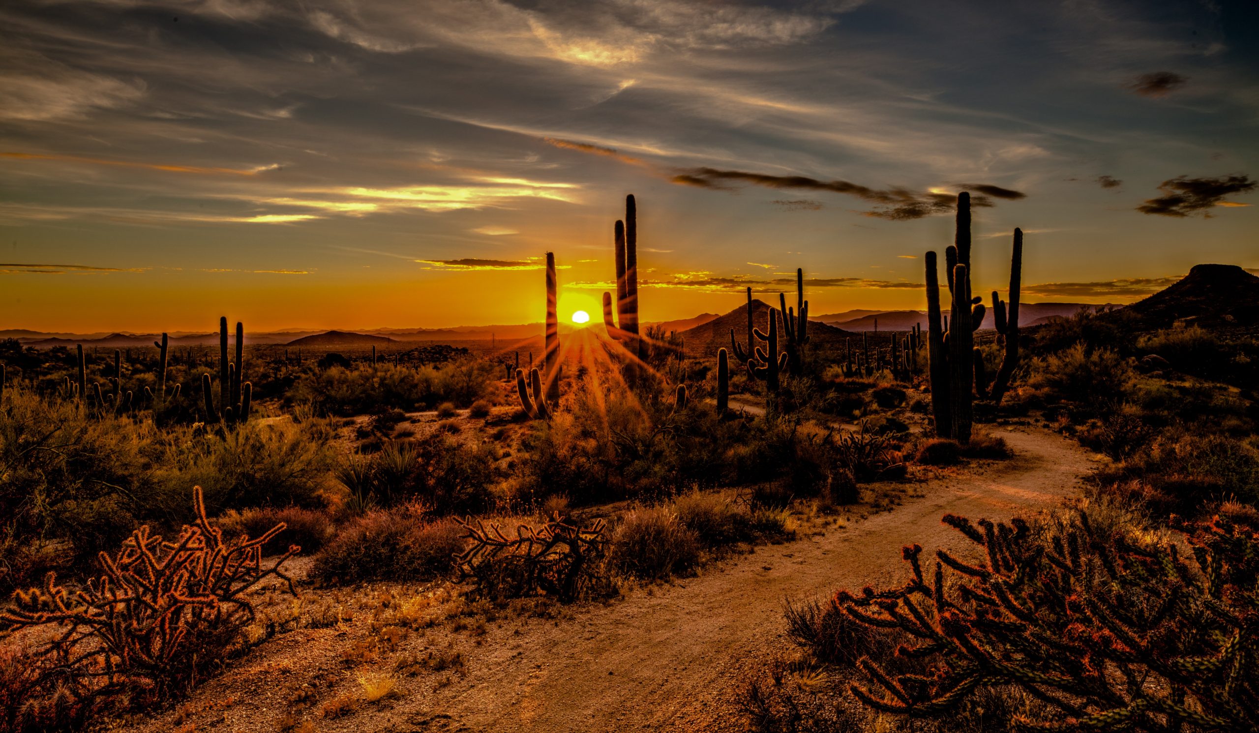 cacti at sunset