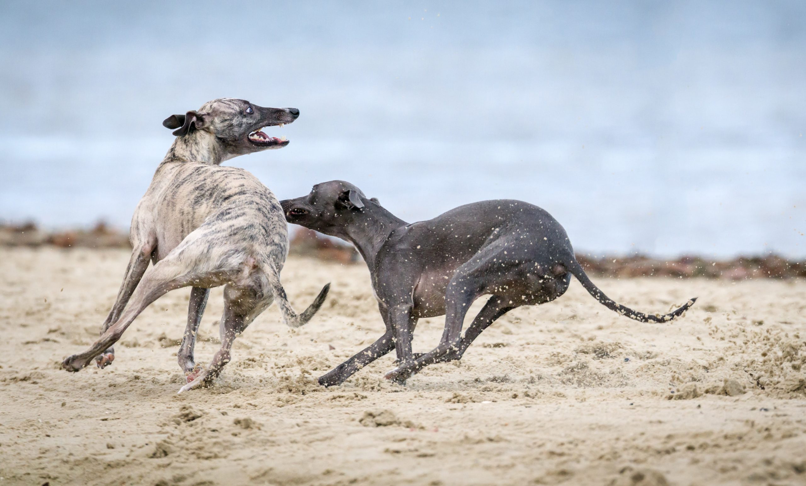 dogs playing