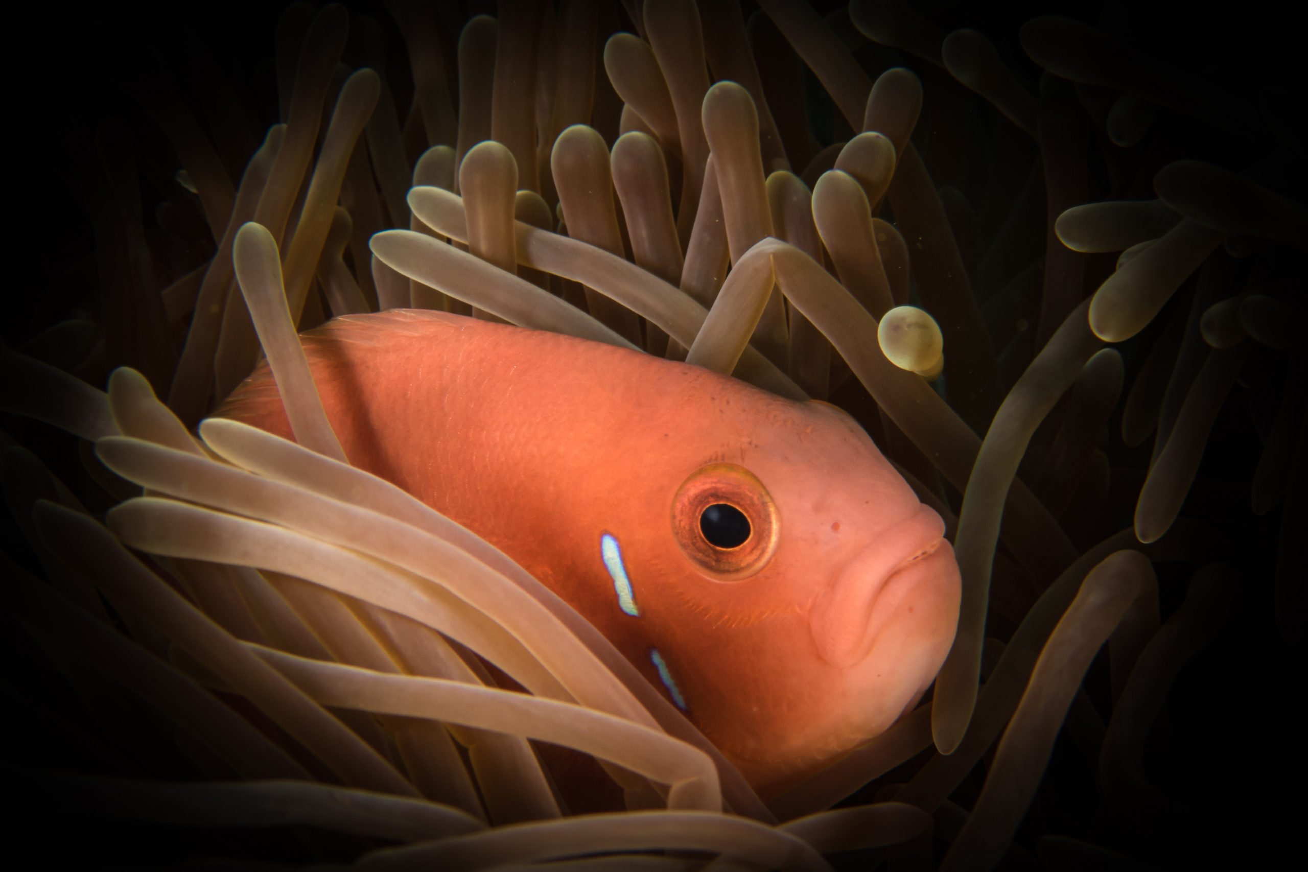 melancholy orange fish