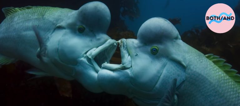 Two Kobudai fish underwater