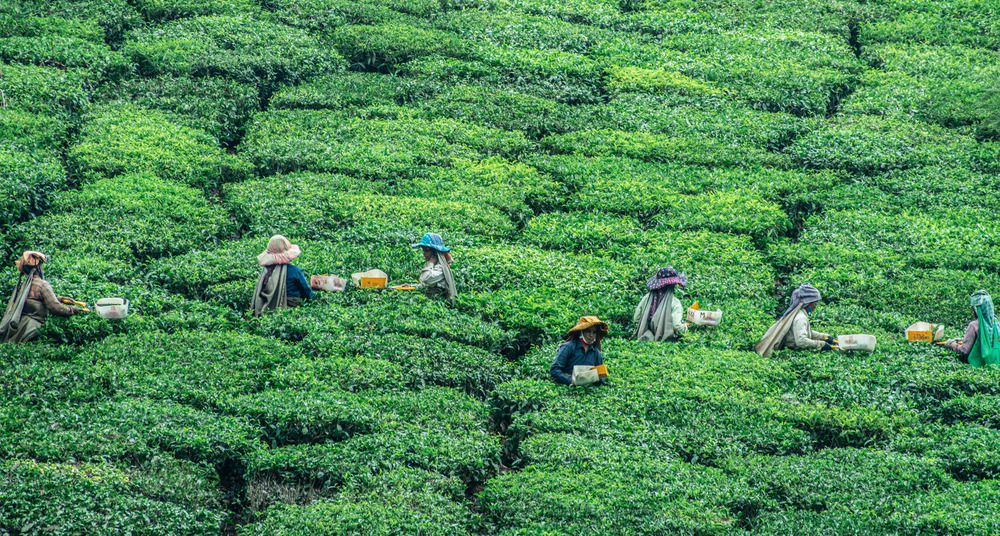 Seven people stand in a field