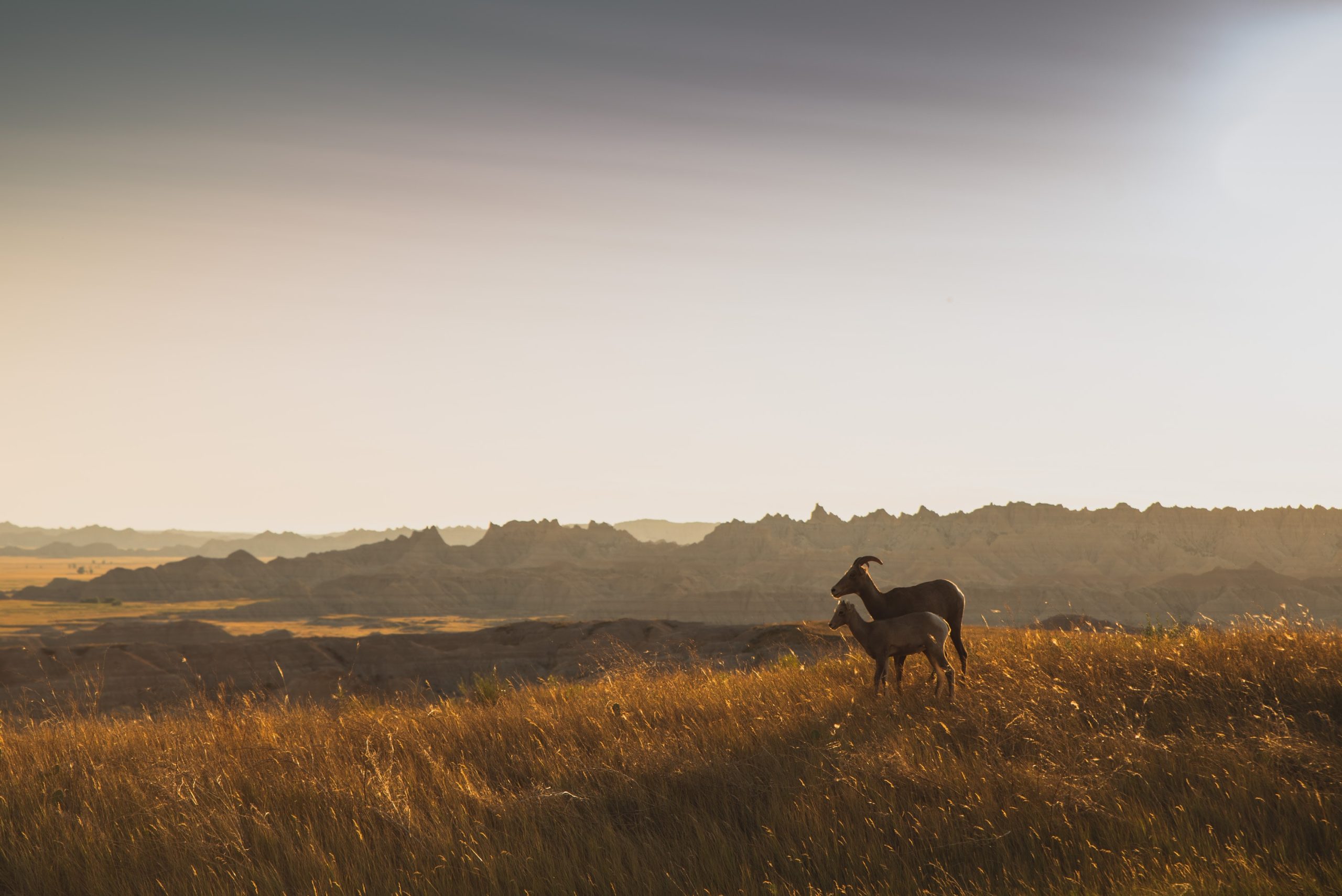 A landscape in Badlands National Park