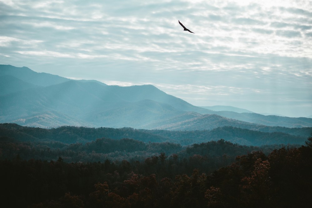 Vulture soaring over Appalachian mountains