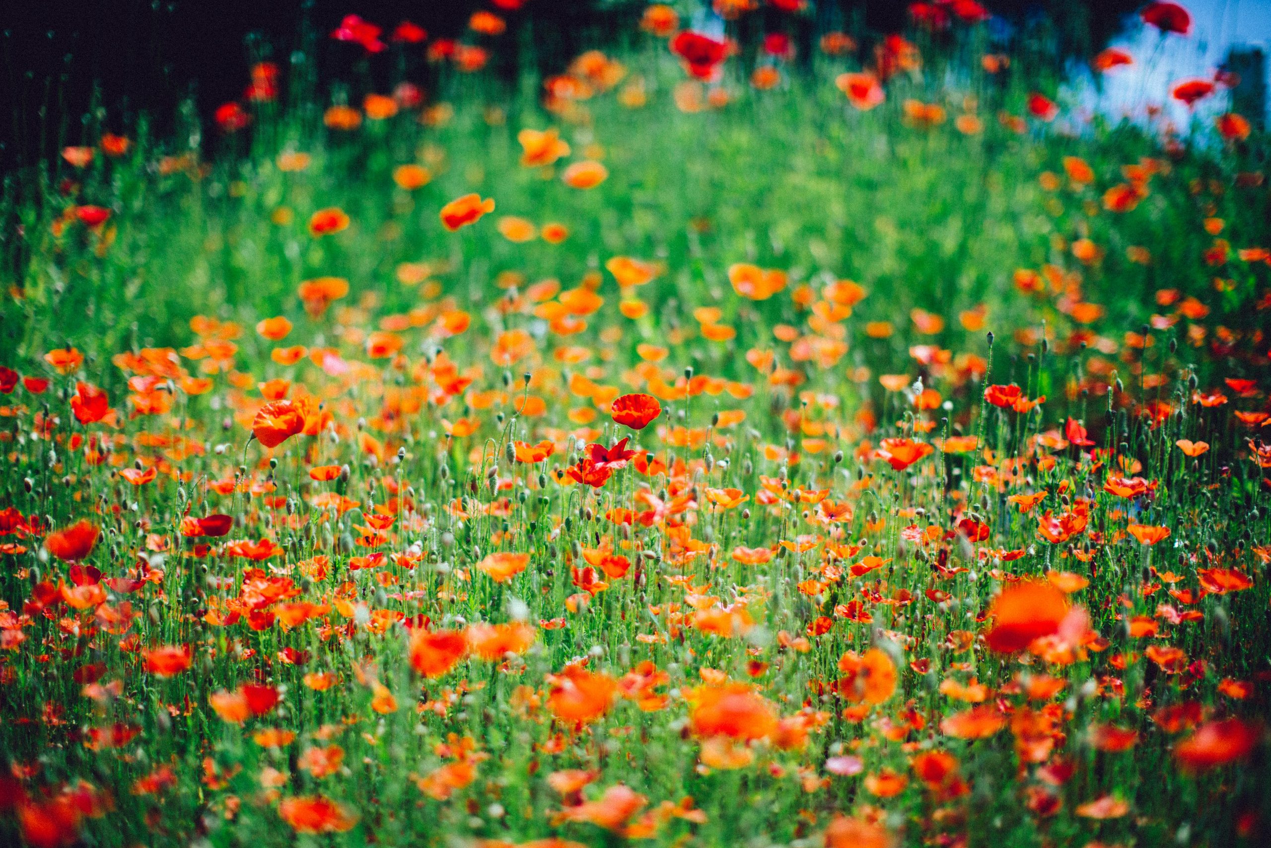 Field of red poppies