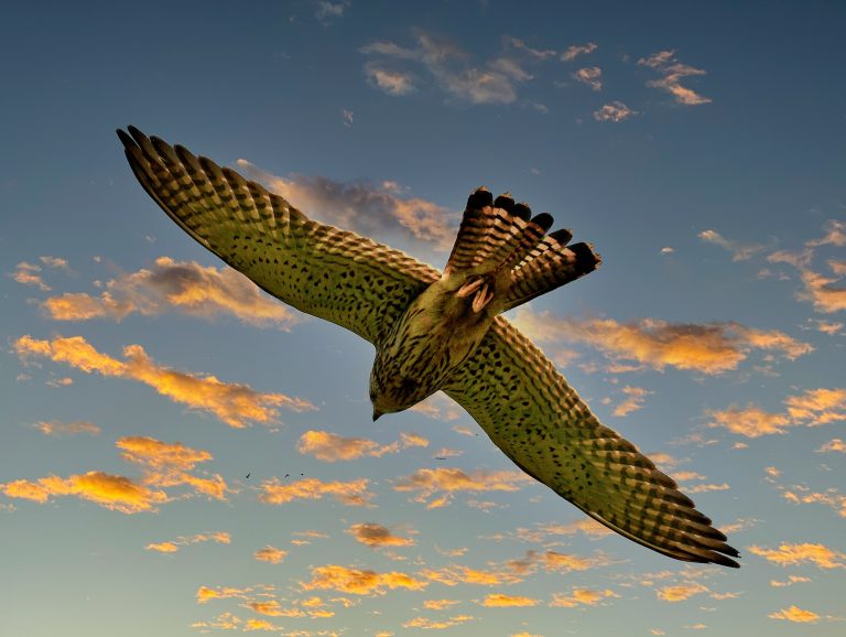 kestrel in flight