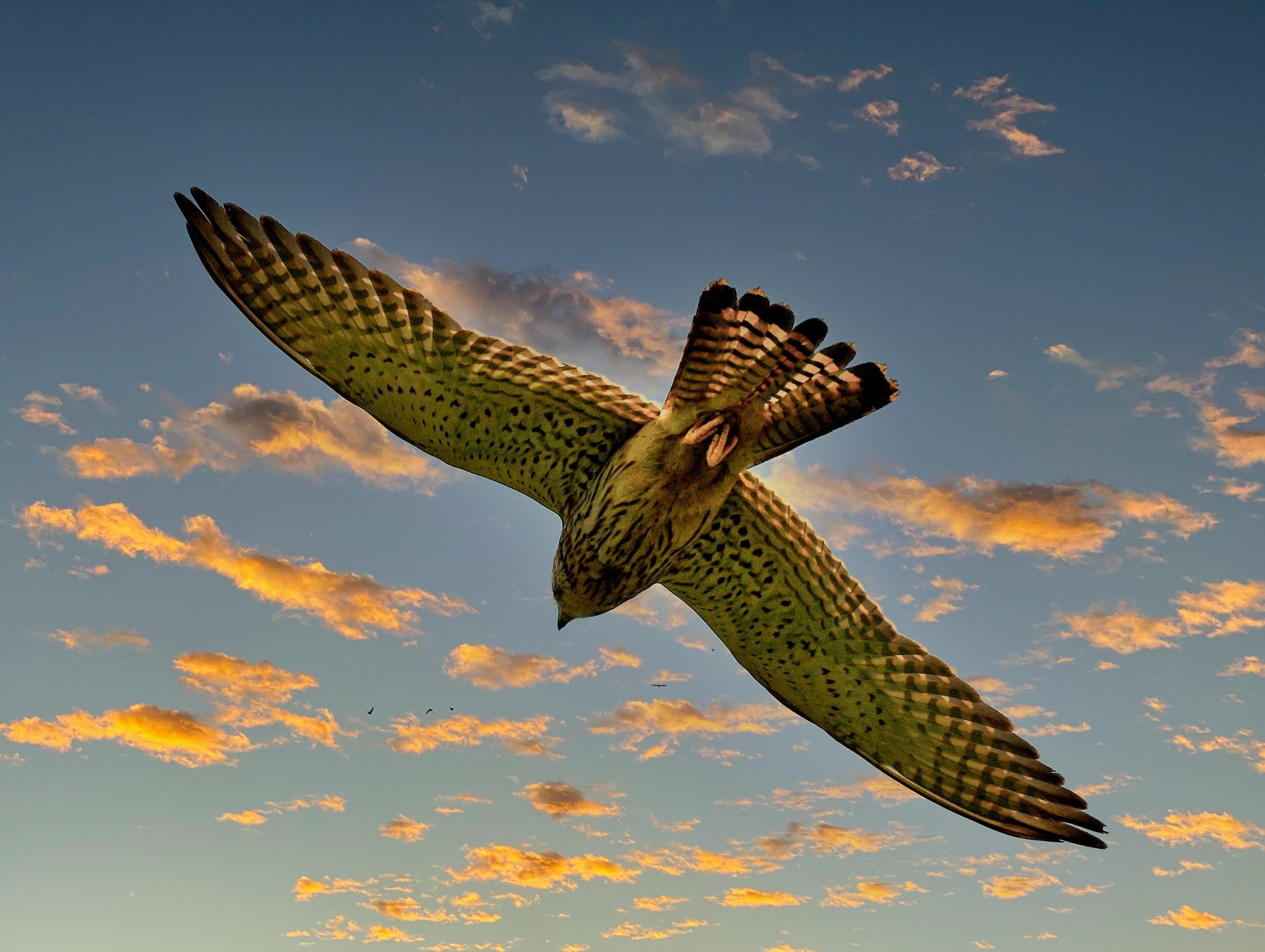 kestrel in flight